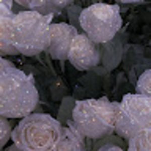 Meet your Posher, Raven